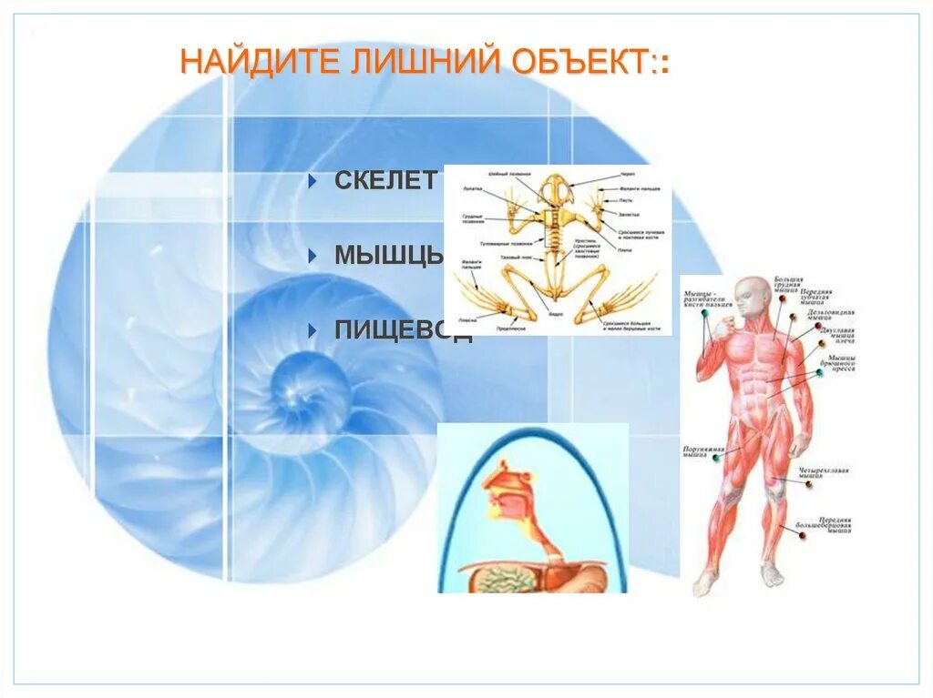 Организм человека единое целое. Организм человека как единое целое. Человек как единый организм. Организм как единое целое картинки. Как работает наш организм презентация