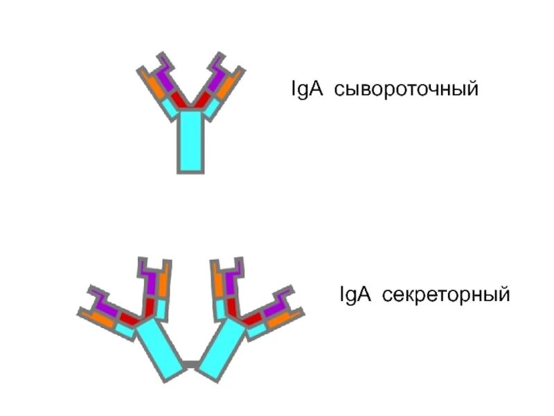 Секреторный иммуноглобулин а. Iga сывороточный и секреторный. Iga антитела. Секреторный и сывороточный иммуноглобулин а.