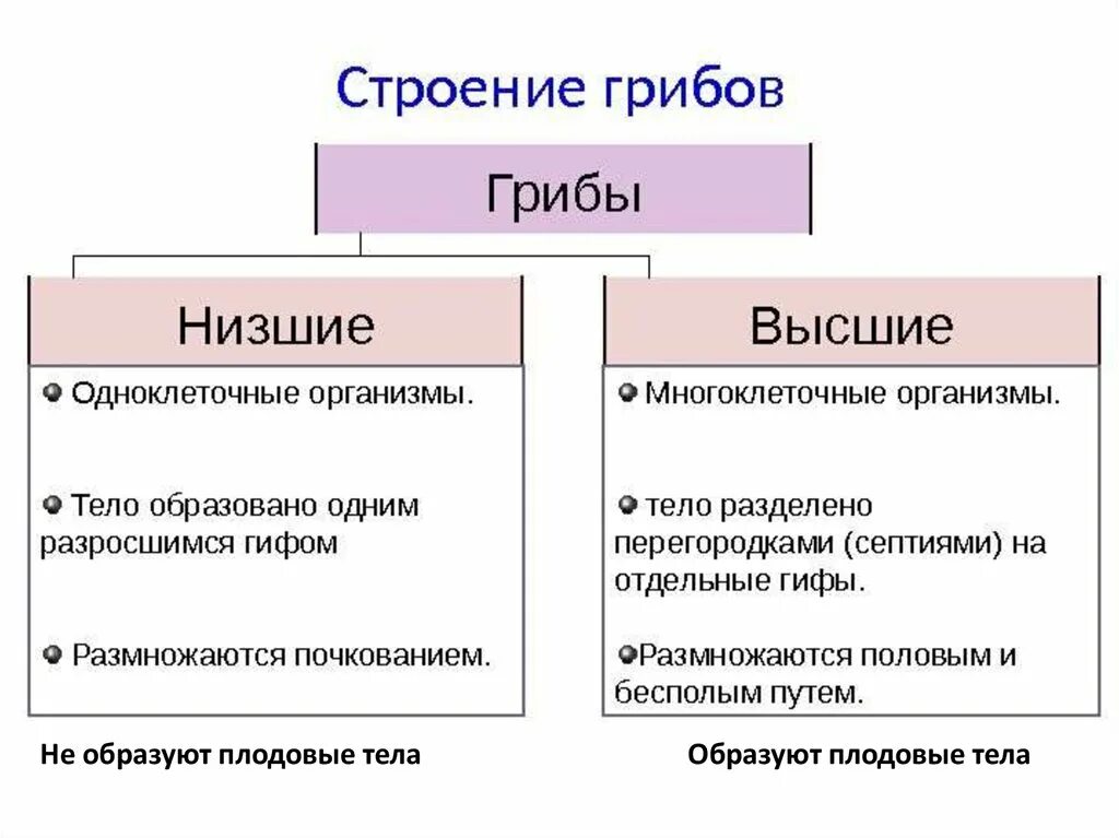 Каковы были различия. Общая характеристика низших грибов. Отличия высших и низших грибов. Характеристика высших и низших грибов. Высшие и низшие грибы отличия.