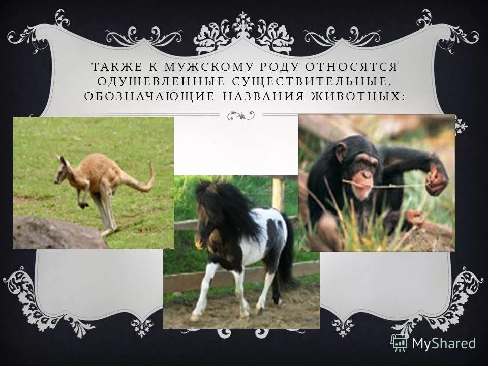 Название животного среднего рода. Средний род. Название животного среднего рода. Мужской женский средний род. Название животного среднего рода.