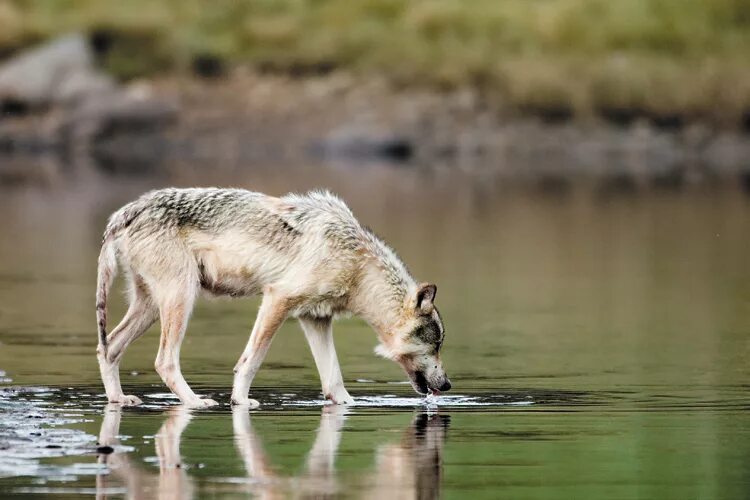 Дикая жизнь волков. Волк пьет воду. Волк пьет. Волк пьющий воду. Логово волка.