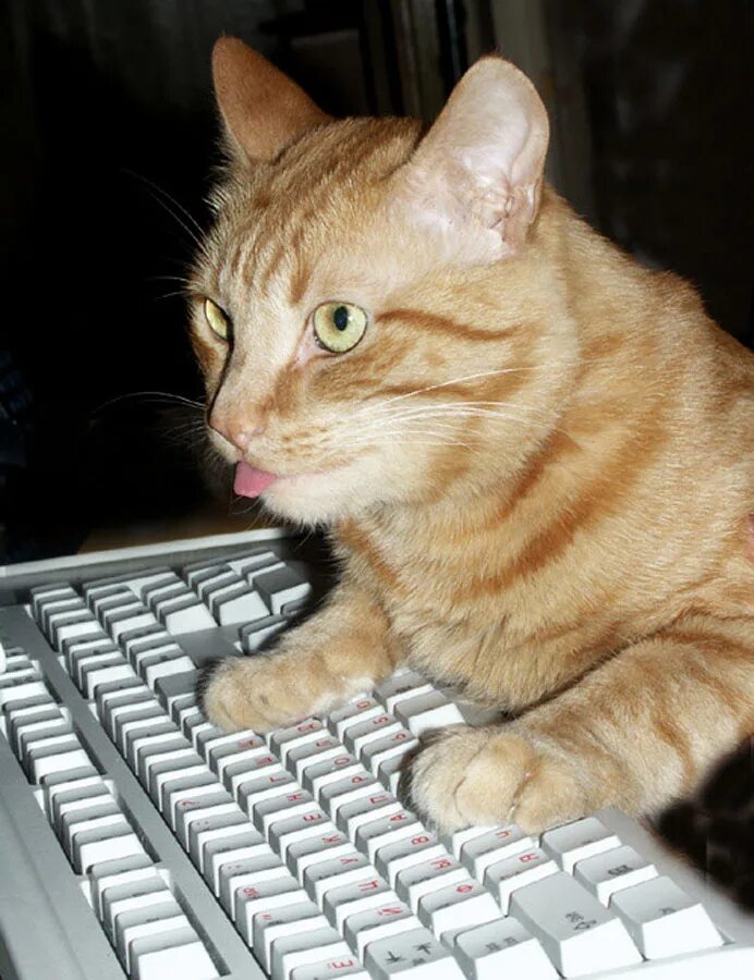 Кот сисадмин. Смешной кот администратор. Котик админ. Кот системный администратор.