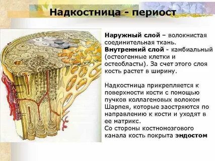 Какие функции выполняет надкостница