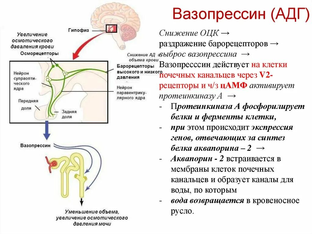 Механизм антидиуретического гормона. Влияние вазопрессина на диурез. Антидиуретический гормон в почках. Вазопрессин гормон влияние. Гормона расширяющие