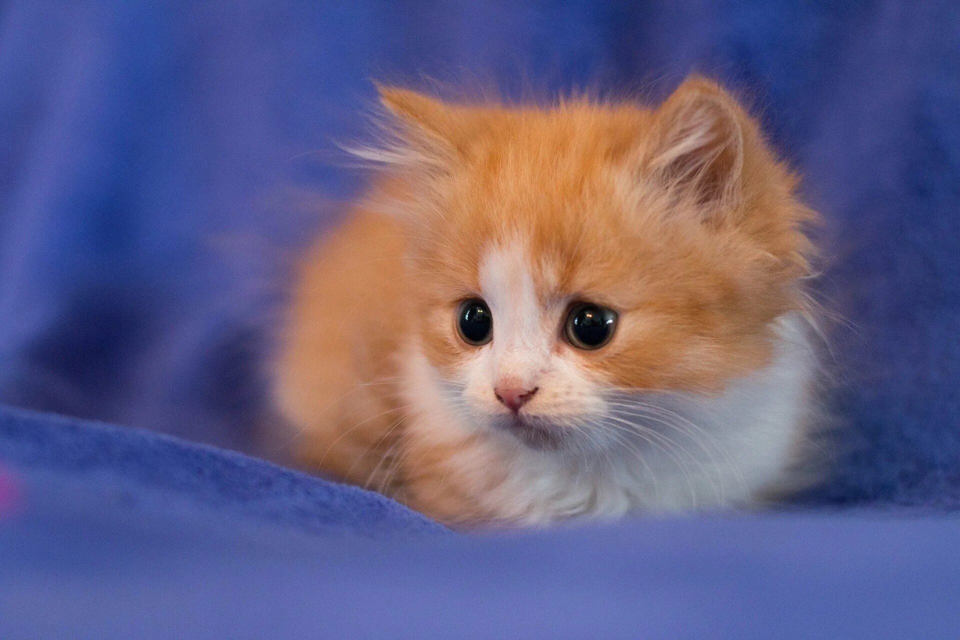 Красивые котята. Рыжий пушистый котенок. Милые котятки. Маленькие котята пушистые.