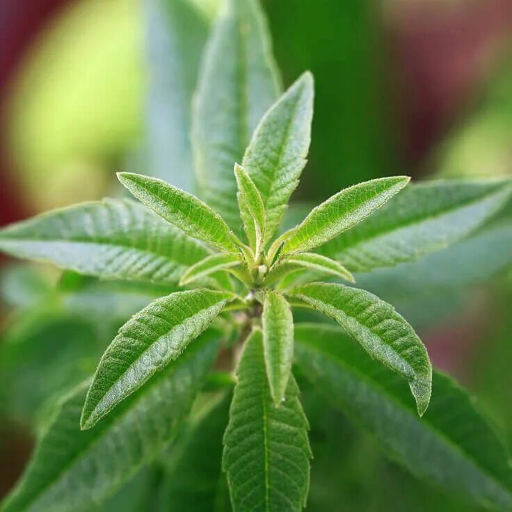 Лимон вербена. Вербена лимонная. Вербена / липпия. Липпия лимонная. Lippia citriodora.