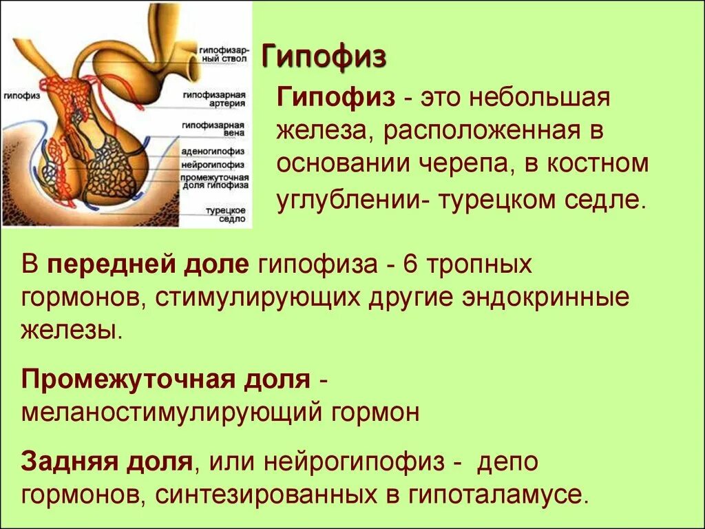 Гормон гипофиза стимулирует. Расположение гормонов в долях гипофиза. Аденогипофиз строение передней доли гипофиза. Гипофиз строение , гормоны передней доли гипофиза. Анатомические структуры передней доли гипофиза.