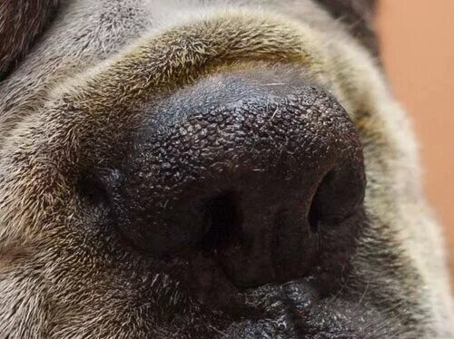 гиперкератоз у собаки на носу