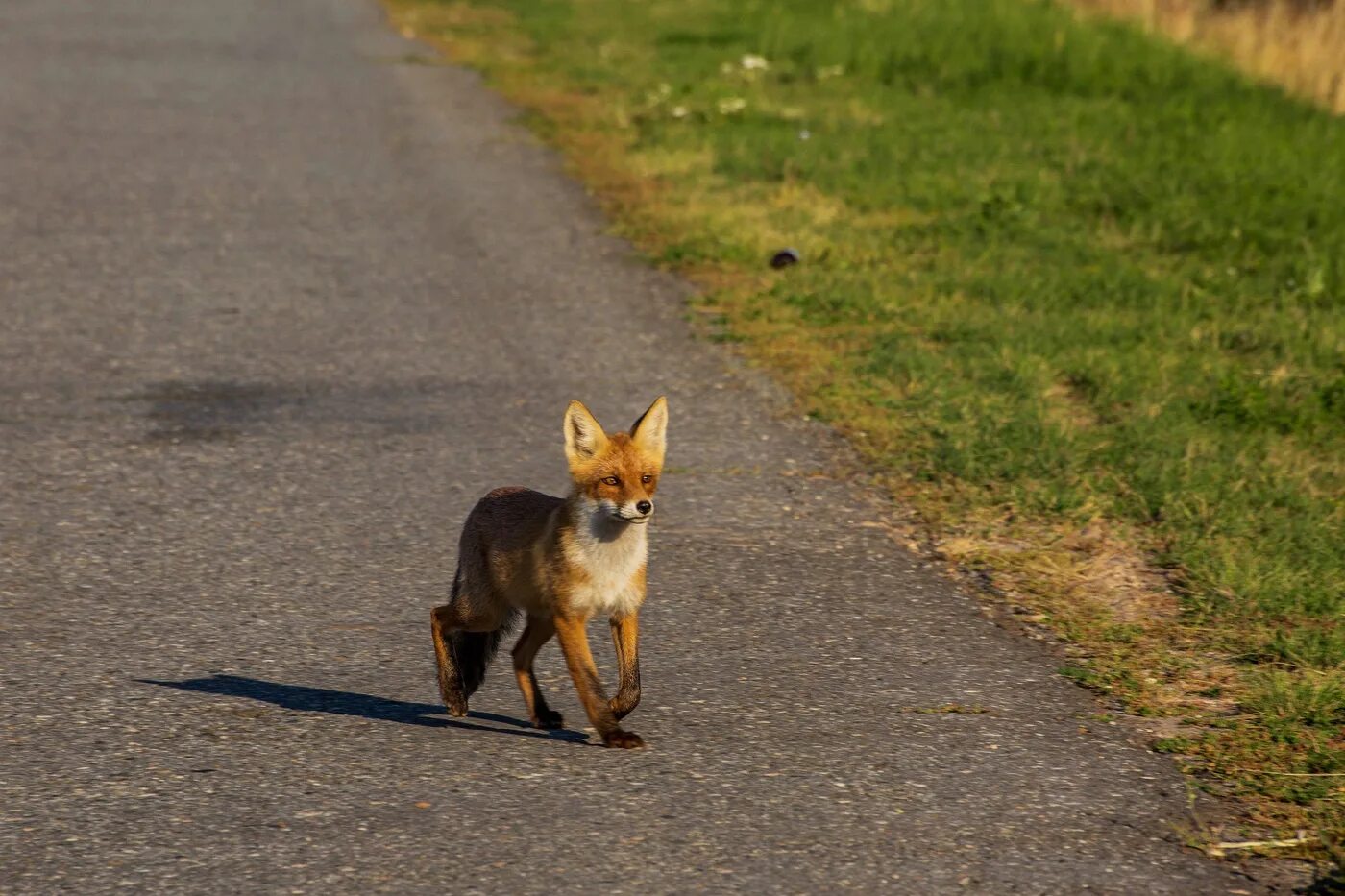 Лиса. Лисенок на дороге. Лисички животные. Лиса на дороге. Рыжая лиса.