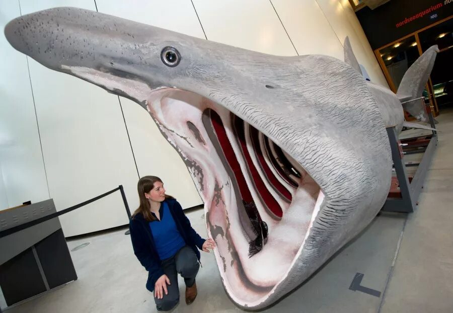 Самая большая пасть. Баскинг Шарк акула. Большая акула Cetorhinus Maximus. Гигантская большеротая акула. Гигантская исполинская акула.