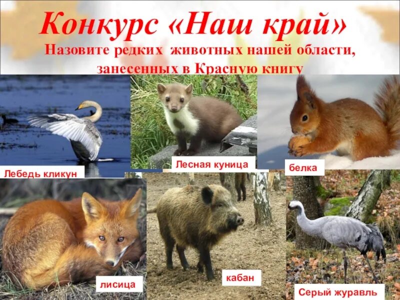 Какие животные в нашем регионе. Животные занесенные в красную. животные и растения красной книги. животные которые занесены в красную книгу. лесные животные красной книги.