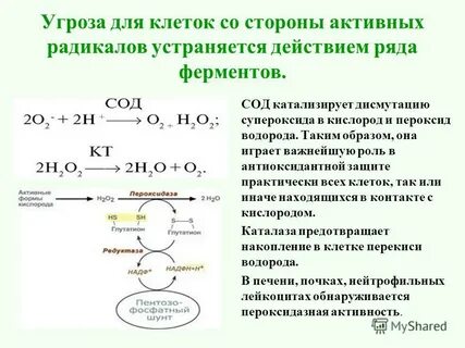 Перекисные радикалы