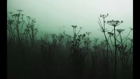 Зловещие травы