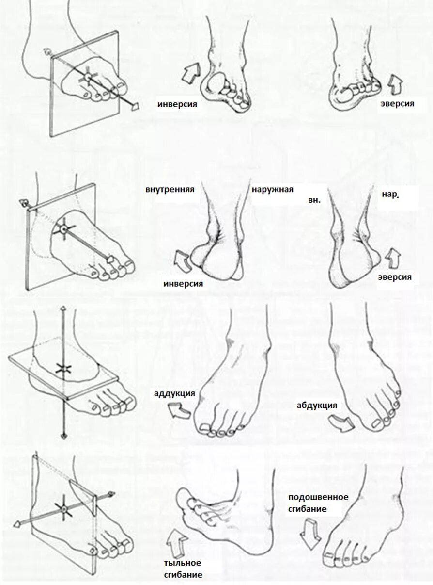 Угол голеностопного сустава. Пронация и супинация инверсия эверсия стопы. Осевая нагрузка на голеностопный сустав. Классификация переломов лодыжек Lauge-Hansen. Голеностопный сустав движения по осям.