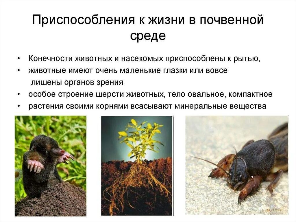 Особенности обитания животных. Приспособление животных к почвенной среде. приспособление животных к почвенной среде обитания. приспособление живых организмов к почвенной среде. особенности приспособления организмов к почвенной среде.