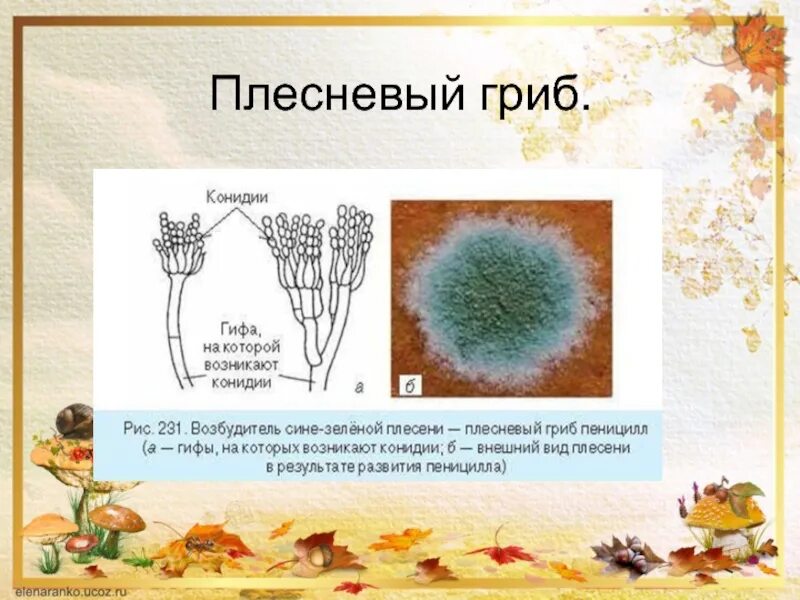 Плесневелые грибы примеры. Название плесневых грибов. Виды плесневых грибов. Виды плесневых грибов названия. Внешний вид плесневого гриба.