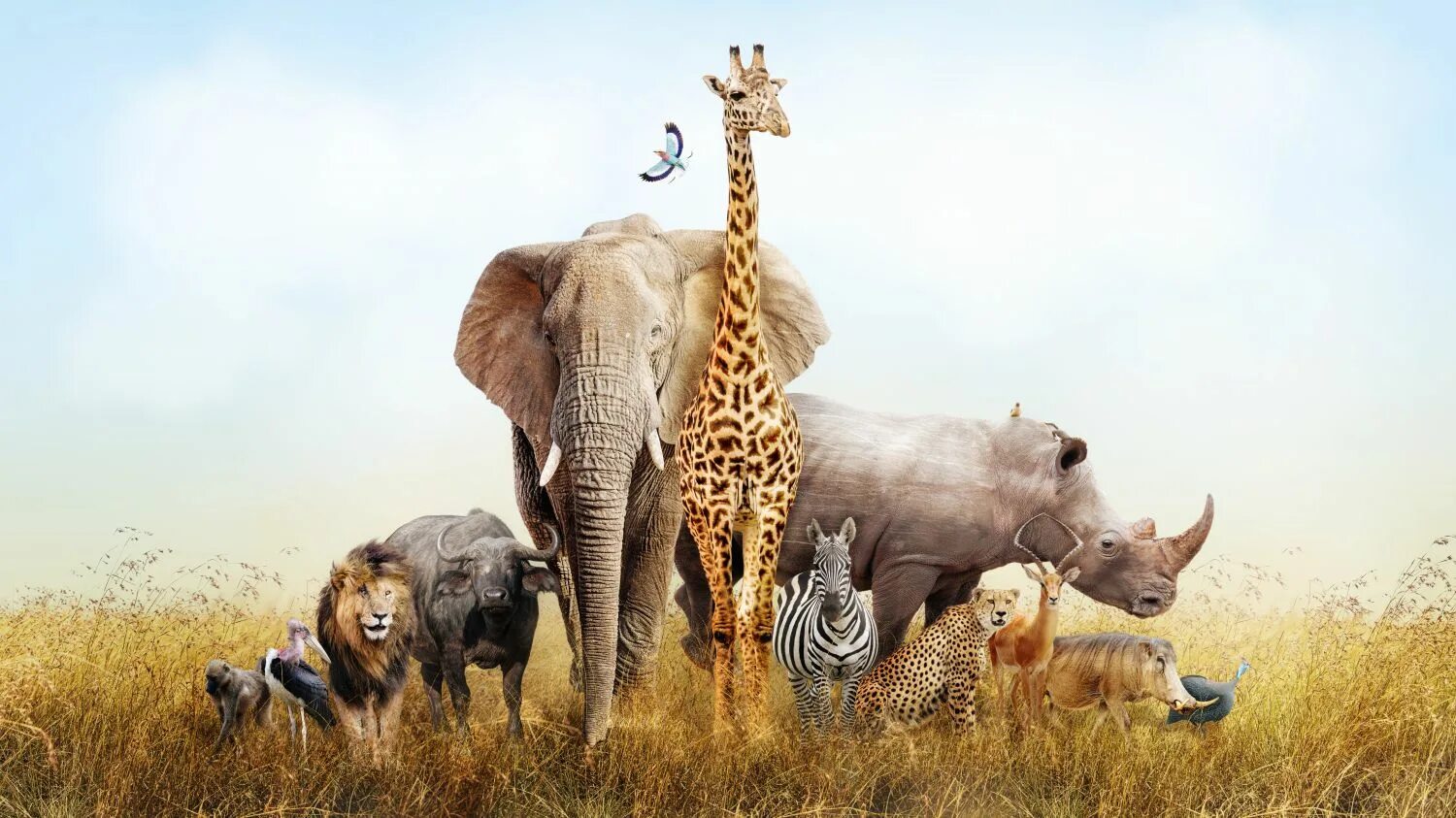 Лев тигр жираф. Животных Африки. Звери Африки. Жирафы и слоны. Животные африканской саванны.