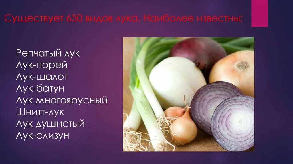 Лук порей шалот. Лук порей шалот. Цветение лука порея. Лук батун шалот. Лук шалот батун шнитт.