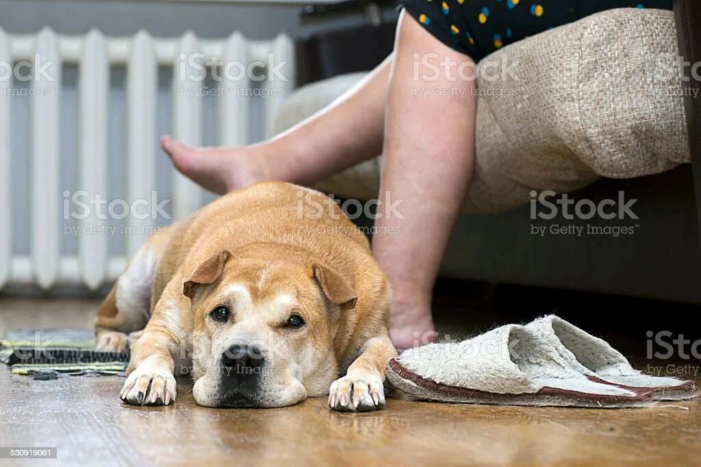 что такое доминировать у животных. собака сидит на ногах. собака лежит на скамейке. большая собака сидит. собака сидит на ногах.