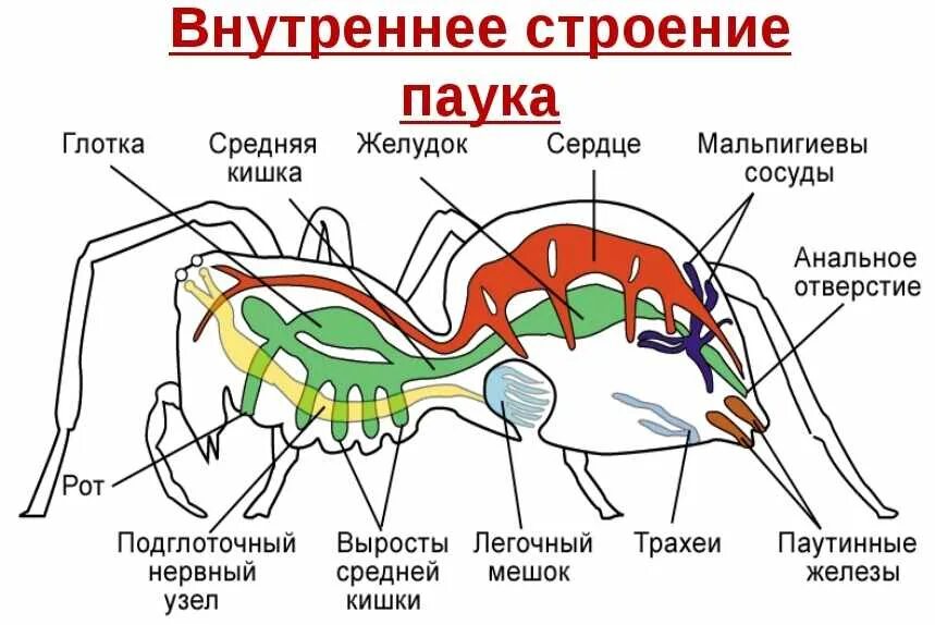Ядовитые железы паука находятся. Схема внутреннего строения паука. дыхательная система паука крестовика. внешнее и внутреннее строение паука. внутреннее строение паукообразных.