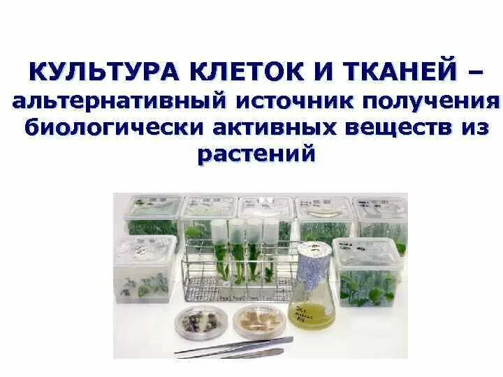 Микроклональное размножение картофеля. Метод культуры клеток и тканей растений. Методы культивирования изолированных тканей и клеток растений. Методы культуры клеток.