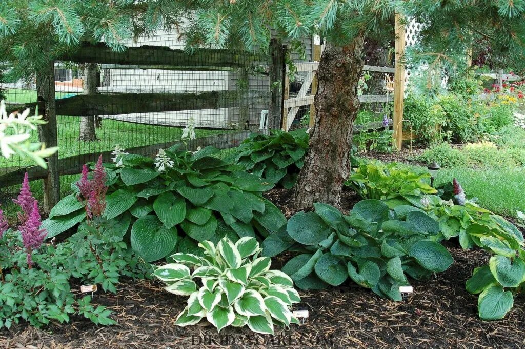 Что можно посадить под. Клумба в приствольном круге. Приствольный круг яблони. Что можно посадить под. Астильба и хоста в приствольном круге.