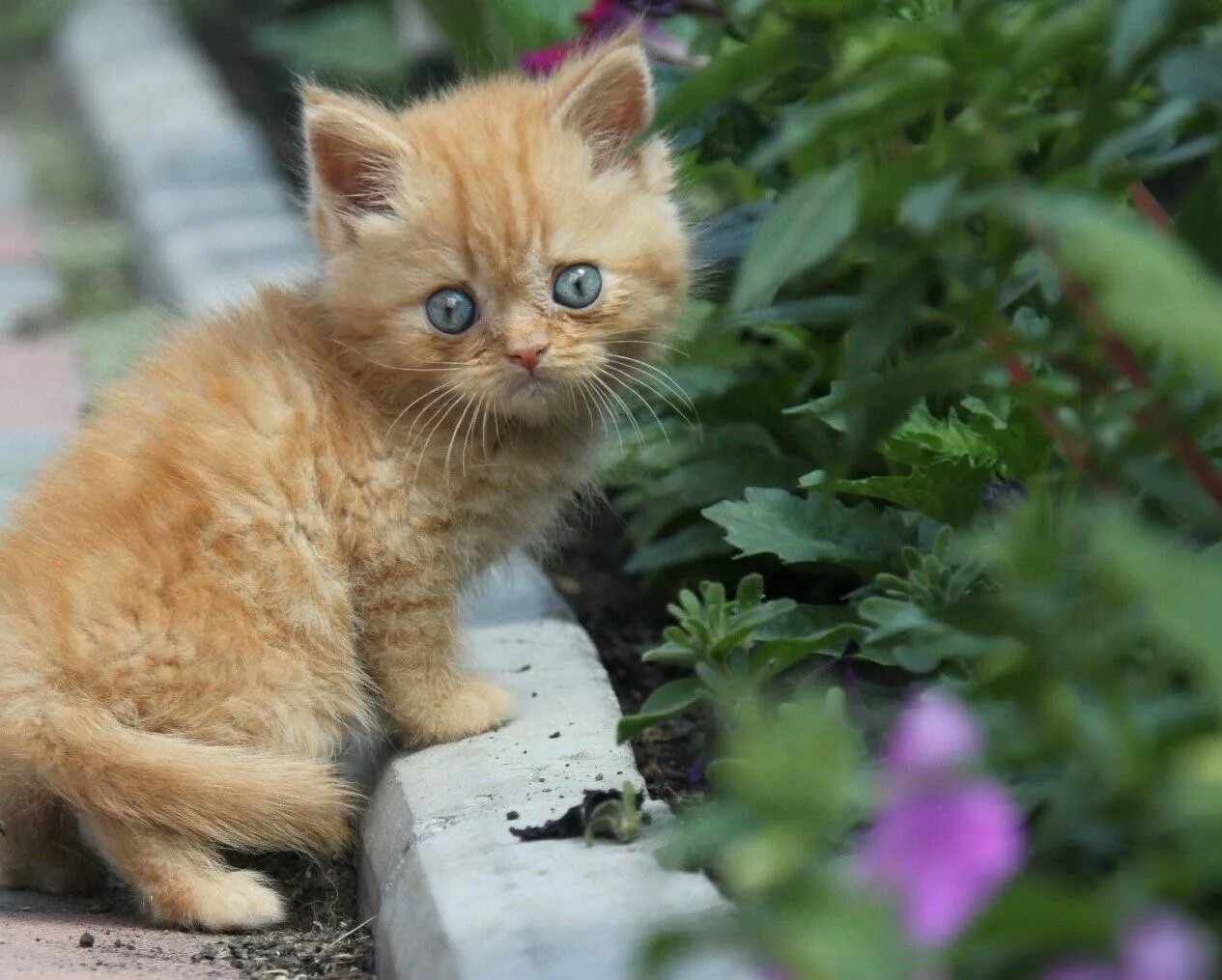 Рыжик кот. Рыжий котик. Маленький котенок Рыжик. Сибирская кошка рыжая. Котик рыжик