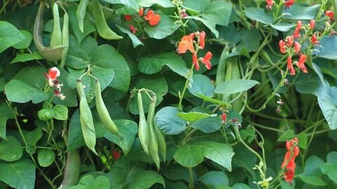 Bean plant