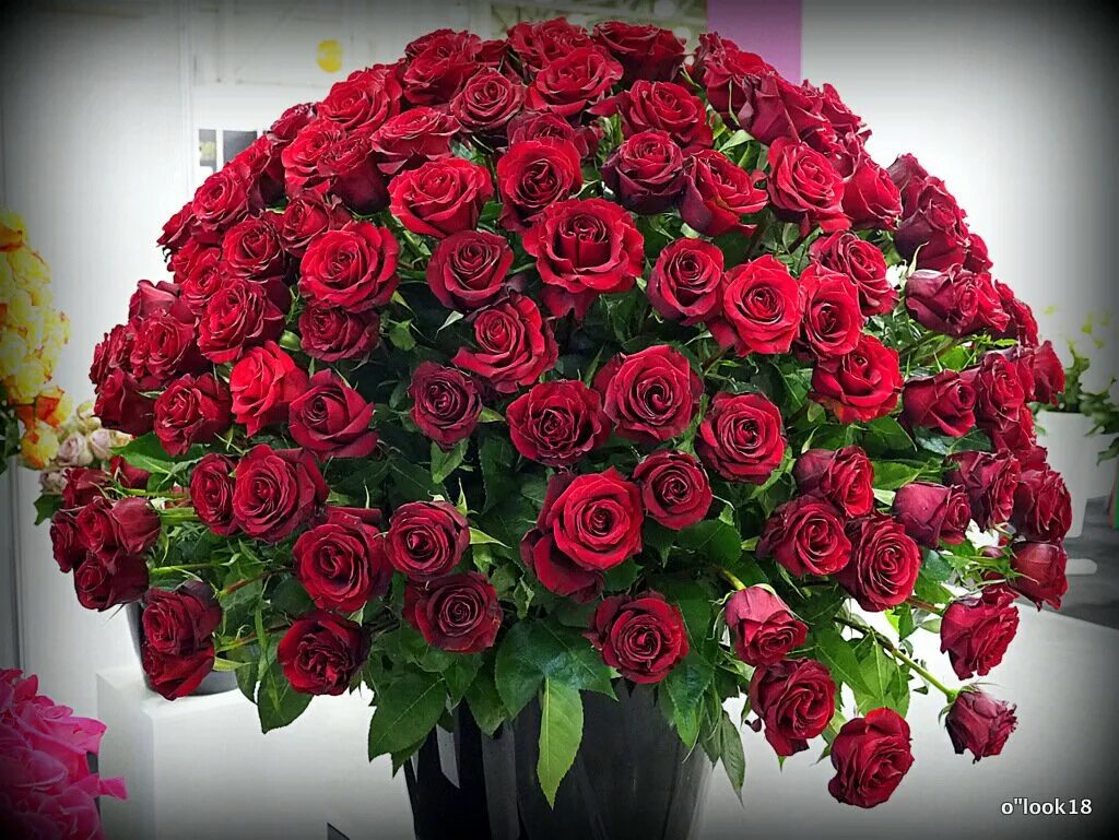 С днем рождения огромные розы. Букетище роз. Букет шикарный. Шикарный букет роз. Огромный букет.