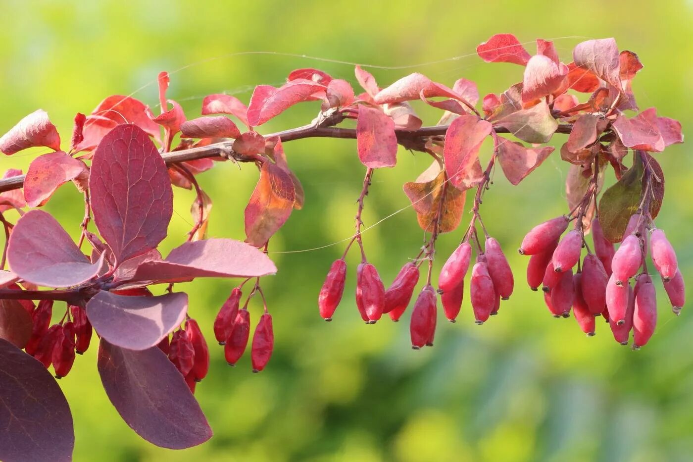 Что такое барбарис. Барбарис обыкновенный Berberis vulgaris. Барбарис обыкновенный краснолистный. Барбарис обыкновенный - Bеrberis vulgаris.. Барбарис обыкновенный (Berberis vulgaris l.).