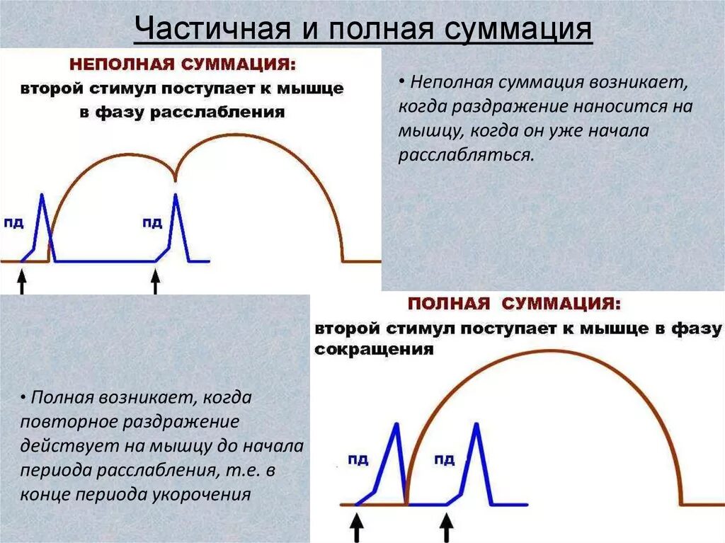 В случае частичного полного. Суммация одиночных мышечных сокращений физиология. Суммация сокращений физиология. Суммация сокращений и тетанус. Суммация мышечных сокращений тетанус.