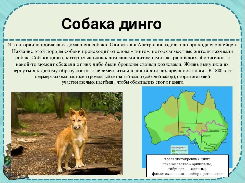 Где живет собака динго на каком. Собака Динго в Австралии. Дикая собака Динго ареал обитания. Собака Динго описание. Собака Динго Африка.
