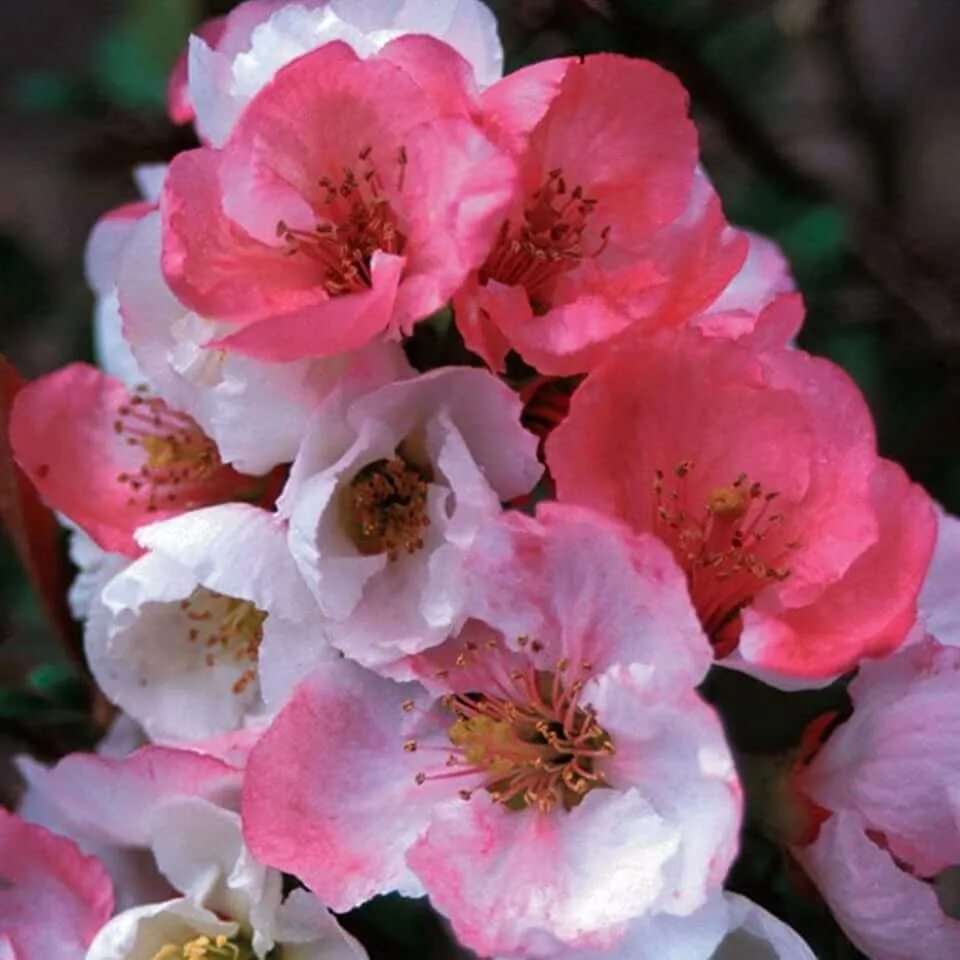 Хеномелес сорта. Chaenomeles speciosa. хеномелес катаянский. айва chaenomeles salmon horizon. хеномелес розовая леди.