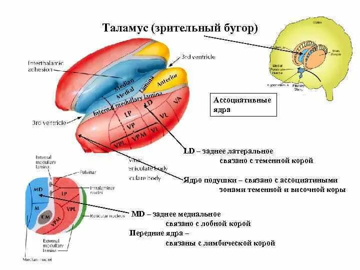 Таламус строение ядра. Внутренне строение таламуса. Строение промежуточного мозга ядра таламуса. Ассоциативные ядра таламуса. Что такое таламус