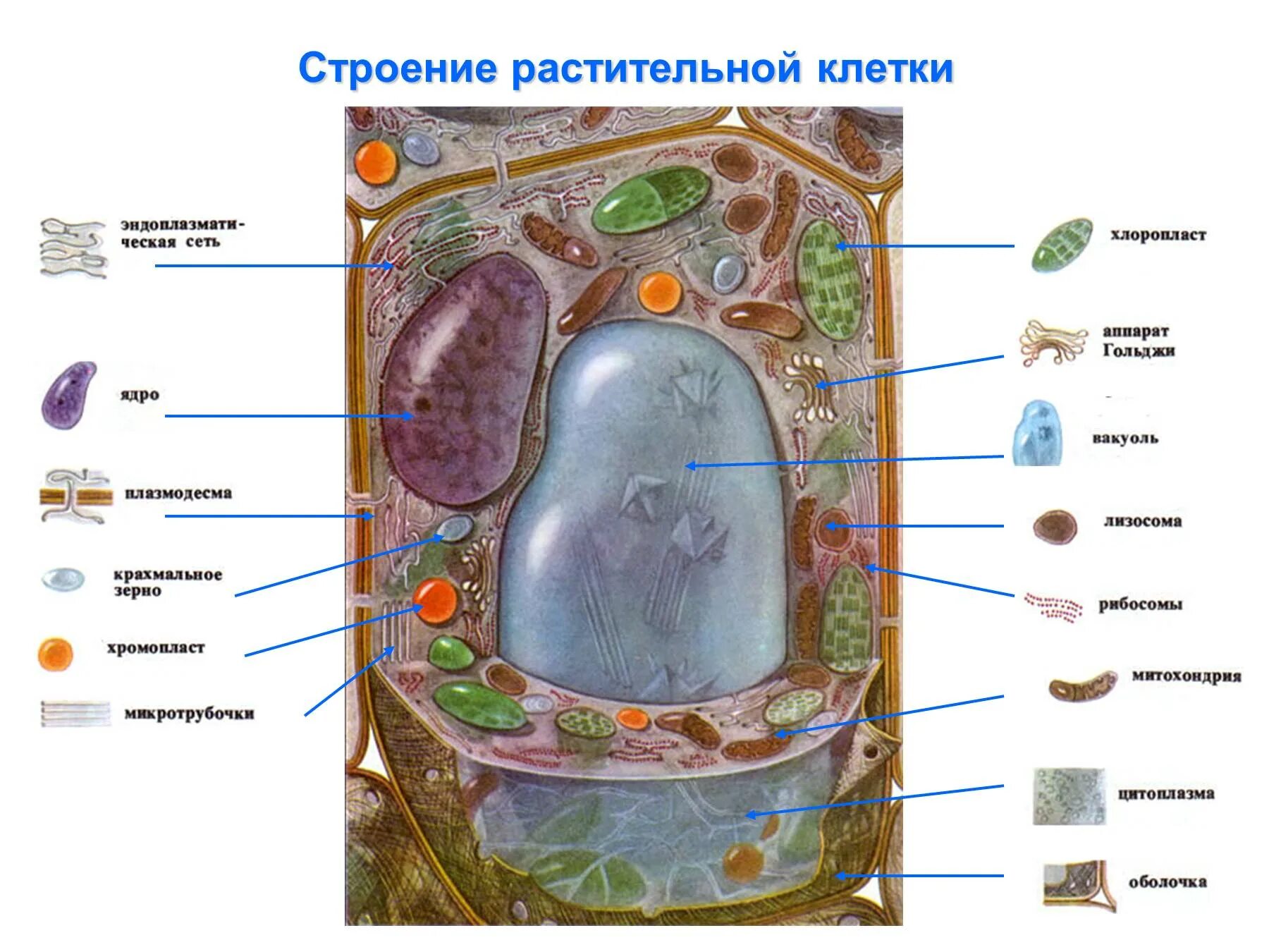 Схема строения растительной клетки. Схема строения растения клетки биология. Структура растительной клетки схема. Схема строения растительной клетки картинка.