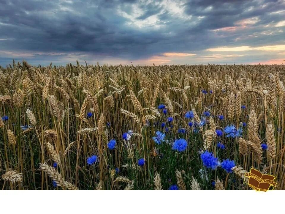 Ржаное поле с васильками. Рожь с васильками. Поля Белоруссии. Пшеница с васильками.