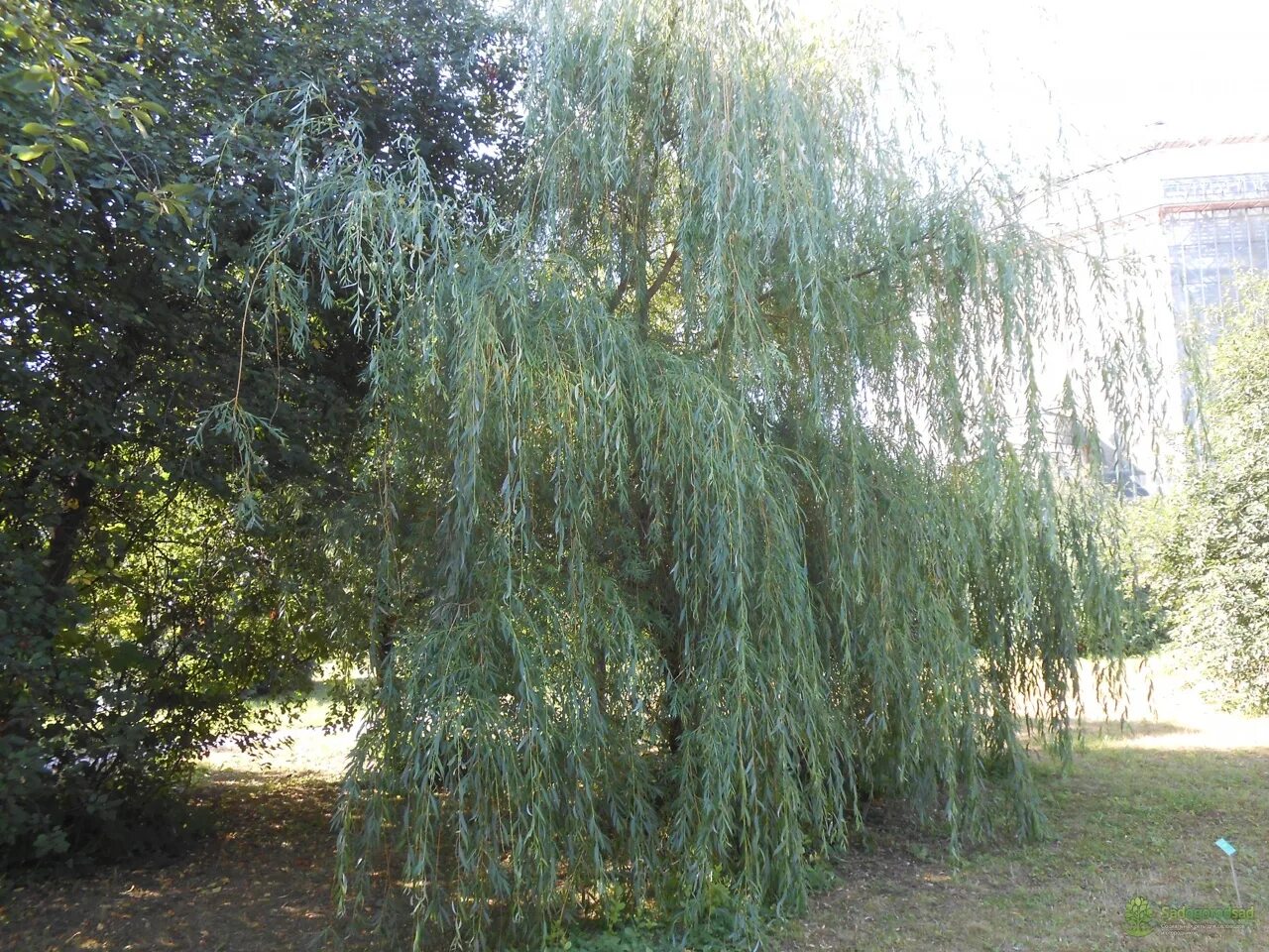 Ива плакучая серебристая. Ива белая плакучая. Salix Alba Ива плакучая. Ива ветла