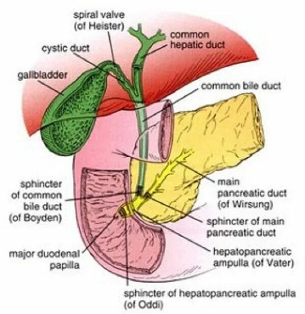 Желчный пузырь сфинктер Одди анатомия. Анатомия печени и сфинктер Одди. Поджелудочная железа сфинктер Одди. Где располагается сфинктер Одди.