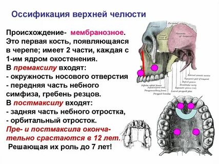 Оссификация это