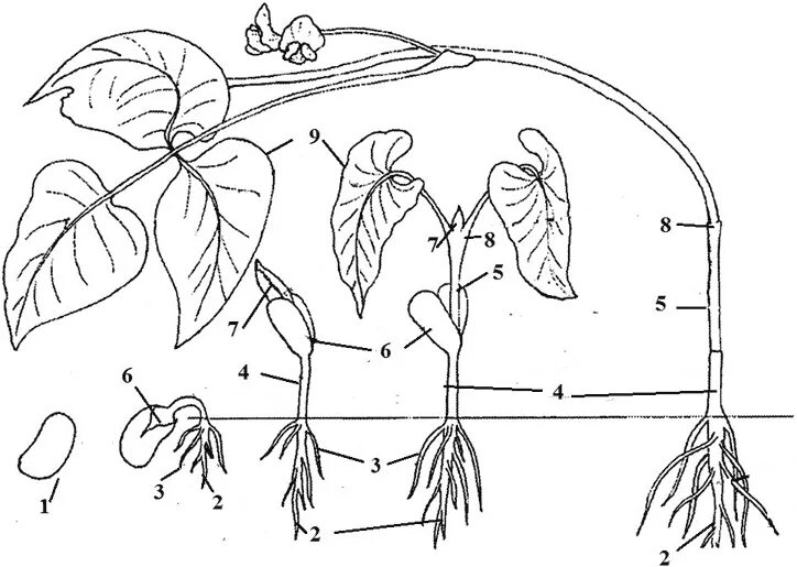 Надземное проростков фасоли. Эпикотиль и гипокотиль. Цикл прорастания фасоли. Гипокотиль проростков. Фасоль корневая