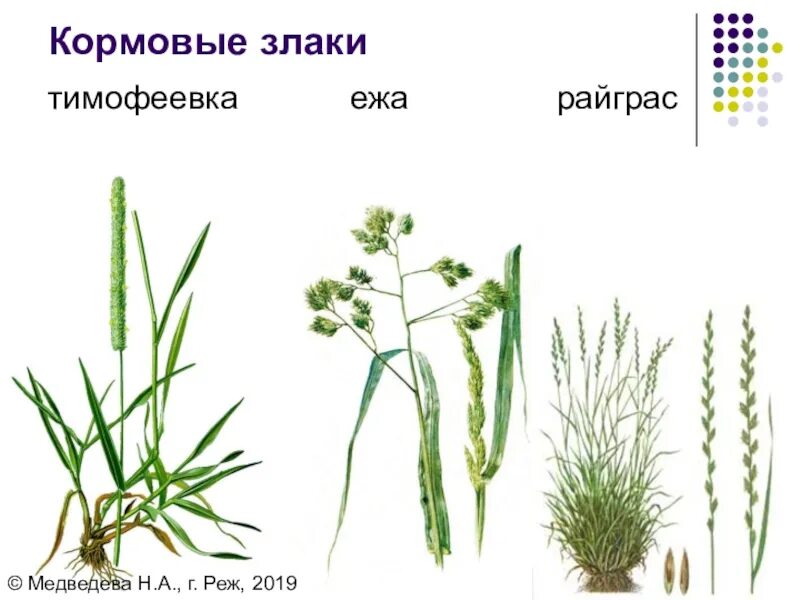 Злаковые кормовые