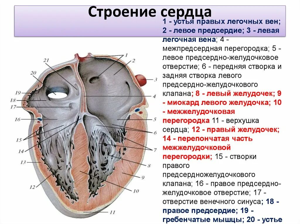 Межпредсердная перегородка сердца строение. Строение сердца желудочки предсердия. Сердечный желудочек строение. Сердце анатомия строение предсердия желудочки. Характеристика правого предсердия