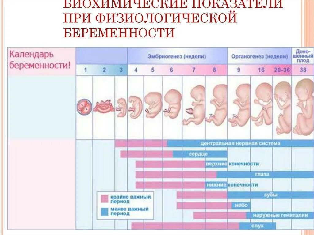 На каких сроках делается. Физиологическое развитие плода. Нормальный срок беременности. Ранняя стадия беременности. Беременность по неделям.