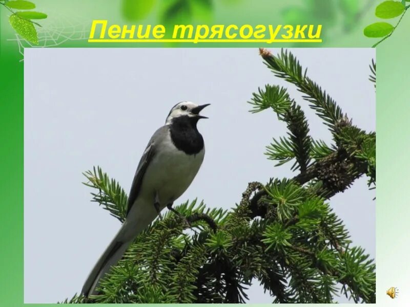 Трясогузка пение. Птичка трясогузка звук пения. Трясогузка бывает красная. Трясогузка пение слушать.