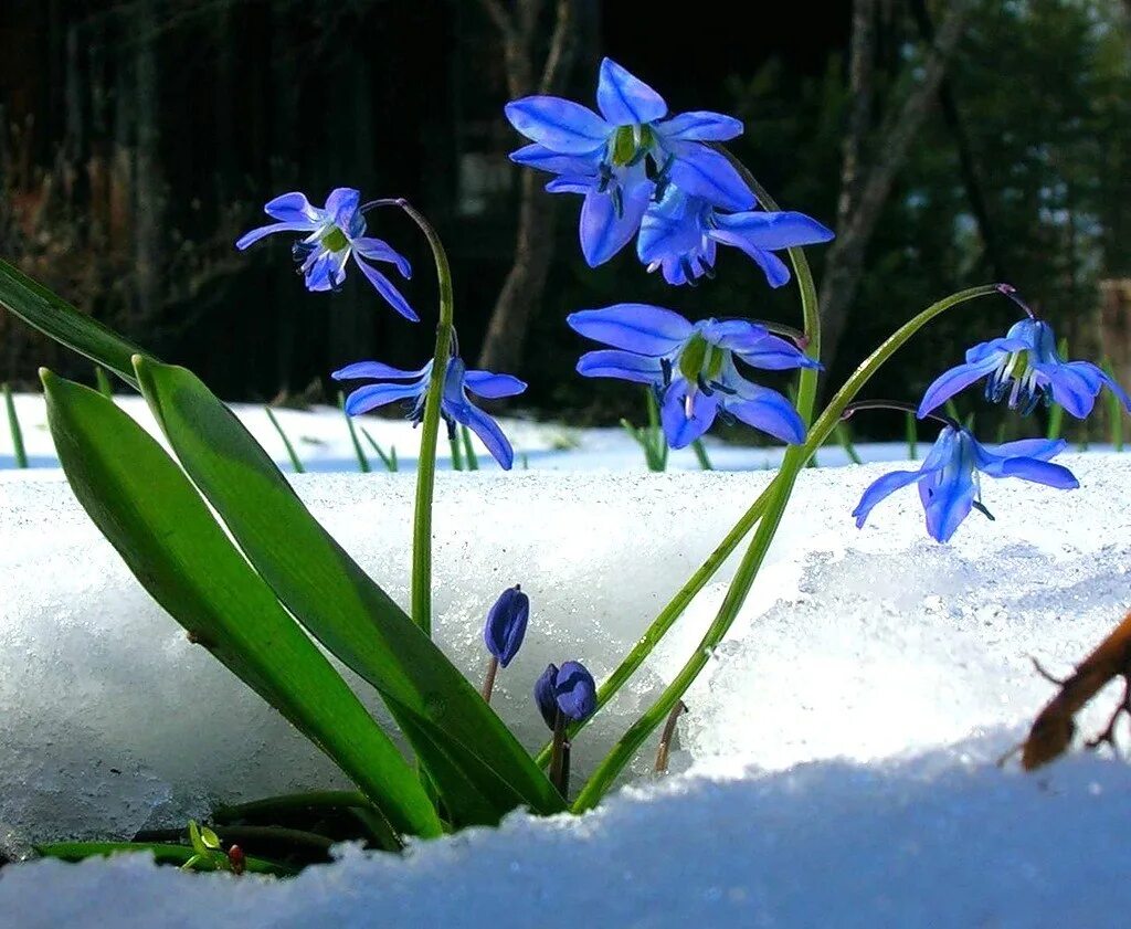 Спокойно апрель. Первоцветы пролеска. Подснежник Галантус голубой. Голубые первоцветы пролески. Подснежник пролеска.