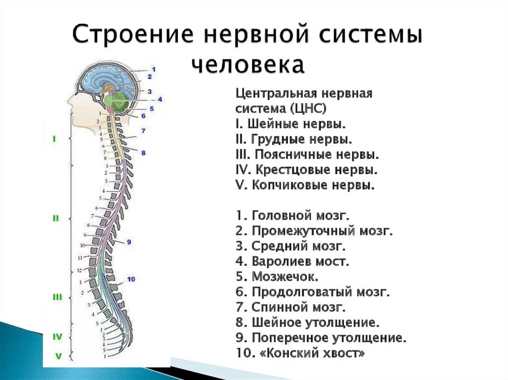 Центральная нервная система анатомия