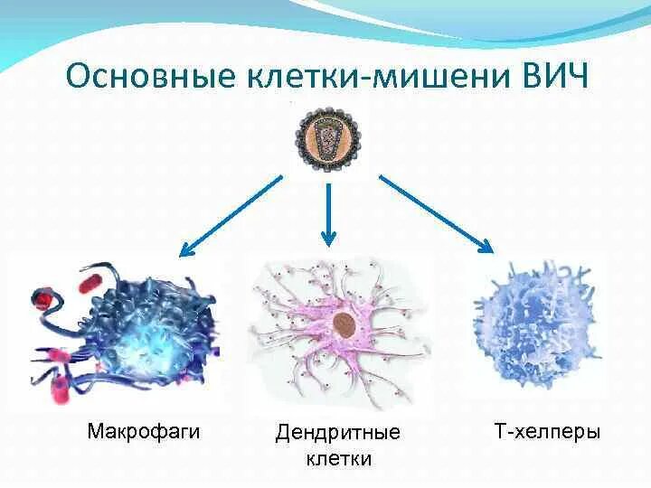 Клетки иммунной системы, являющиеся основной мишенью ВИЧ. Клетка-мишень вируса иммунодефицита человека. Клетки мишени для ВИЧ. Клетки - мишени при ВИЧ-инфекции это. Иммунные клетки макрофаги