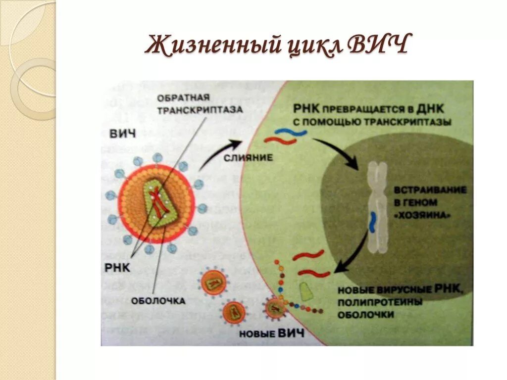 Вич биология. Цикл развития ВИЧ схема. ВИЧ схема развития вируса. Стадии цикла развития вируса ВИЧ. Жизненный цикл вируса ВИЧ схема.