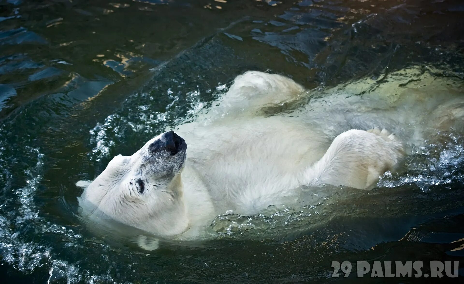 Can bears swim