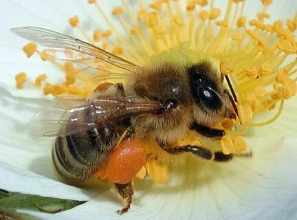 Bees light